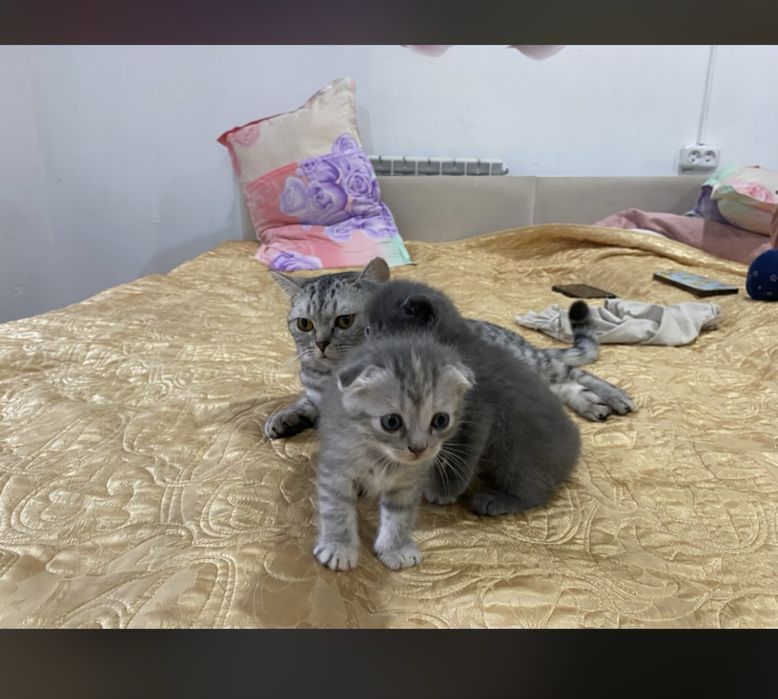 котят и кошку вместе