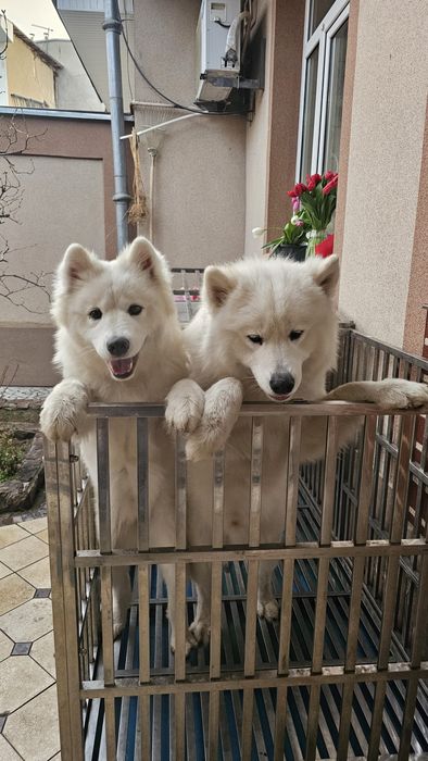 Срочно Продам пара Самоеда. Готовый бизнес. Медленный доход