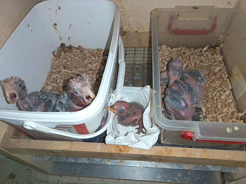 Papagali Roza și Nemes, aprilie, 2026