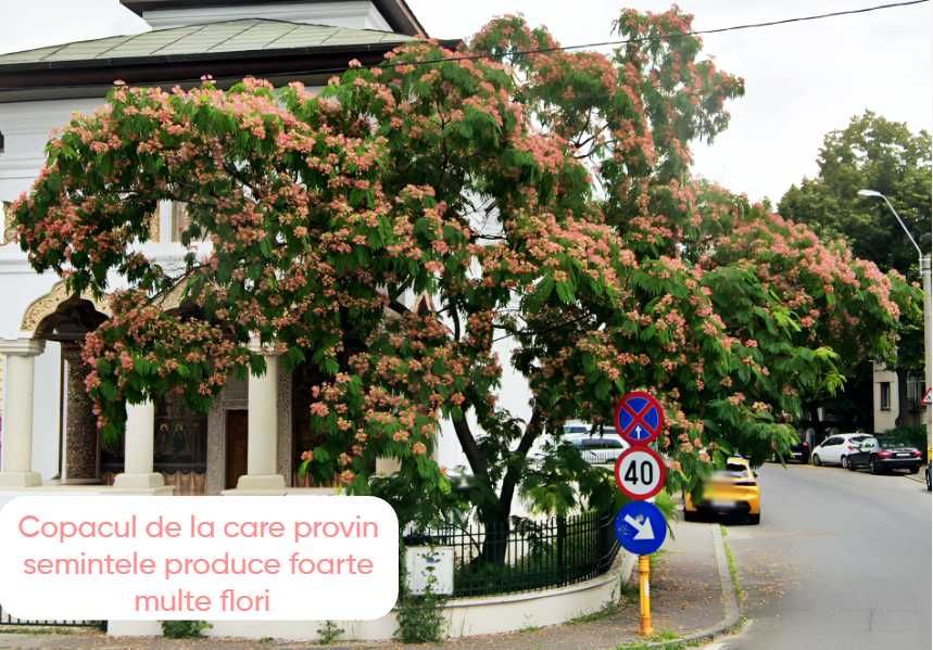 Arbore de Matase / Mimosa / Albizia Julibrissin la ghiveci