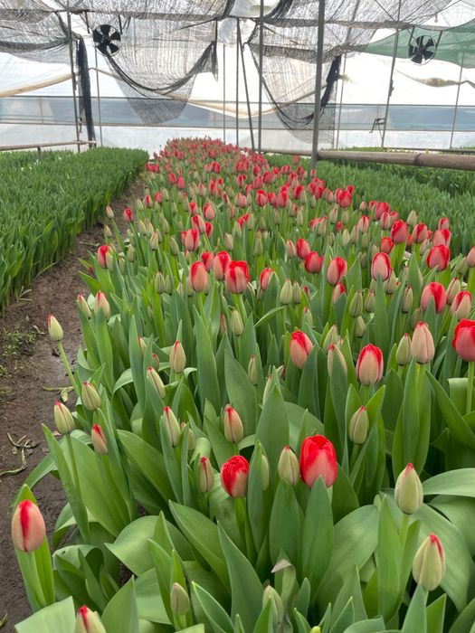 Оптом тюльпаны..