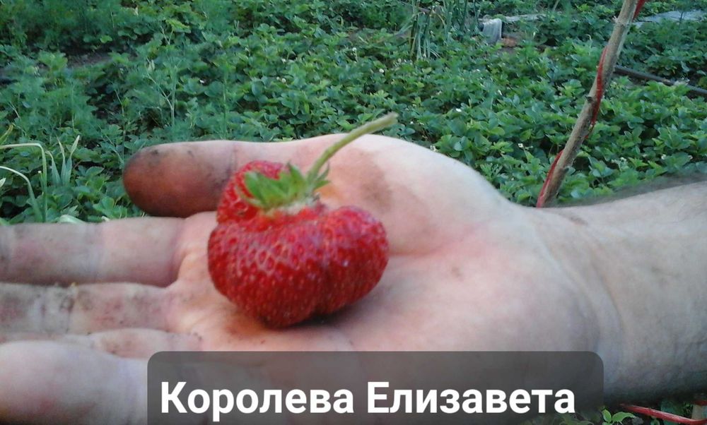 Клубника сорт Зенга -Зенгана