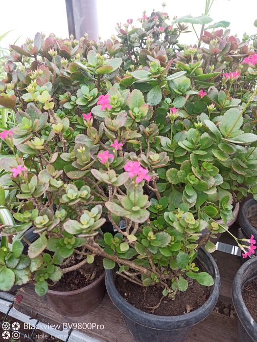 Цветы комнатные для школ, садов, офисов.