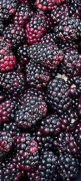 Tut kuchat plantatsiya uchun,urmon xujaligi uchun.payvand balxi,shotut