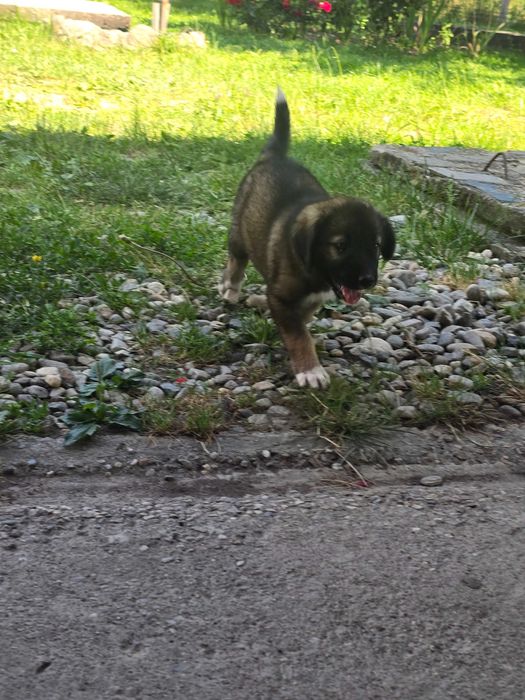 Adopție animalele