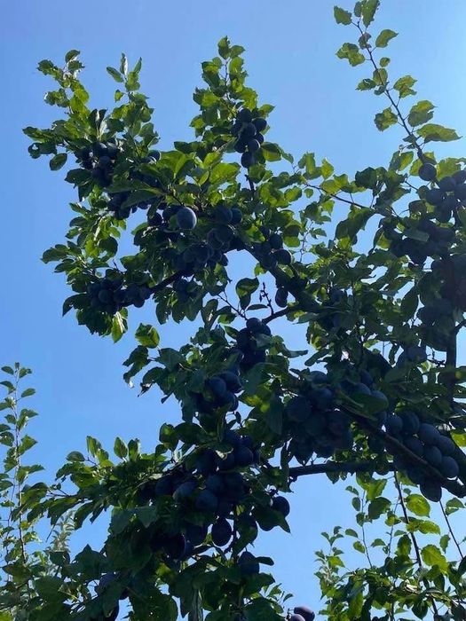 Prune de vanzare pt tuica!