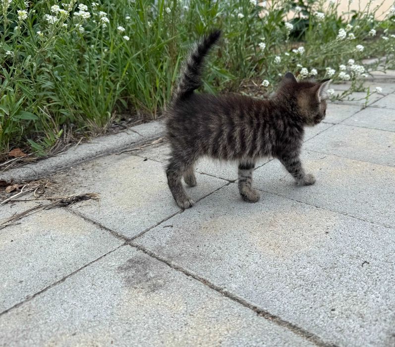 Отдам котят в добрые руки