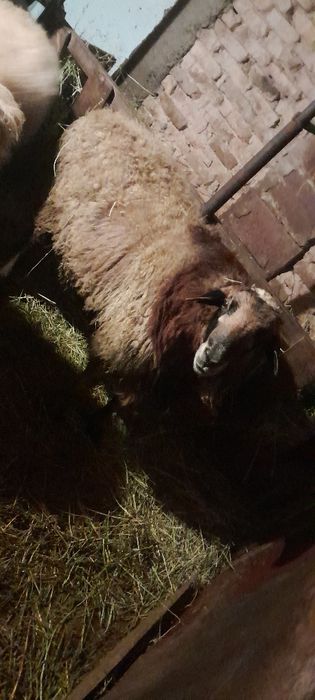 Продам кошкара 300000