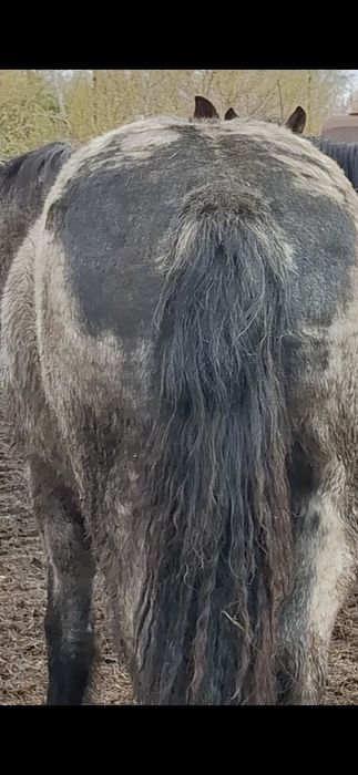 Лошади,  Кобылка