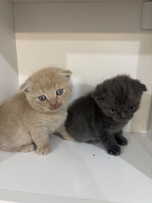 Продам хорошеньких котят