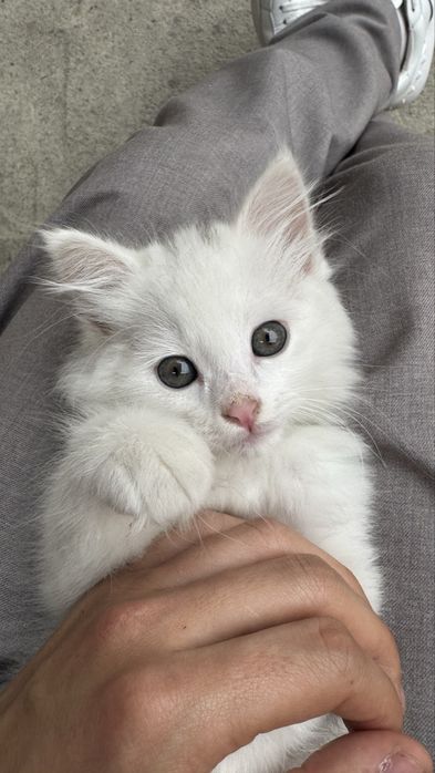 Turetskiy angora, yaxshi qollarga beriladi