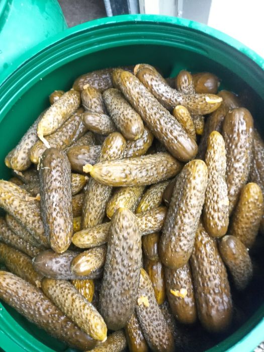 Castraveti murati in saramura/ castraveti pentru restaurante/ shaorma