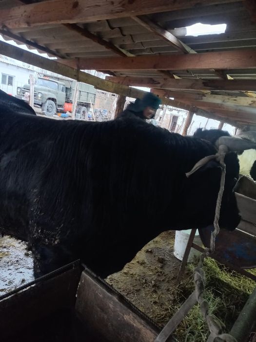 Бұқа 8ай бордақыда тұрған