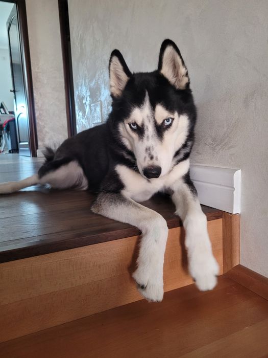 Pet Sitter/Cazare Câini