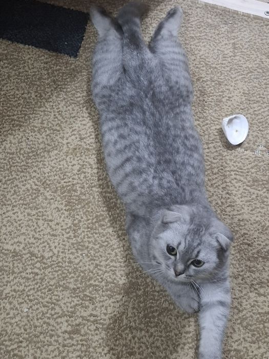 Продам кота скоттиш-фолд