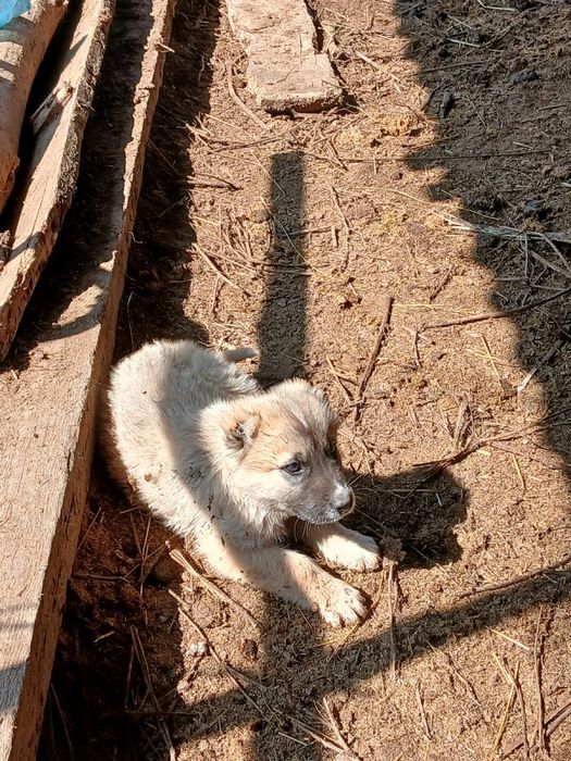 2 еркек күшік сатылады