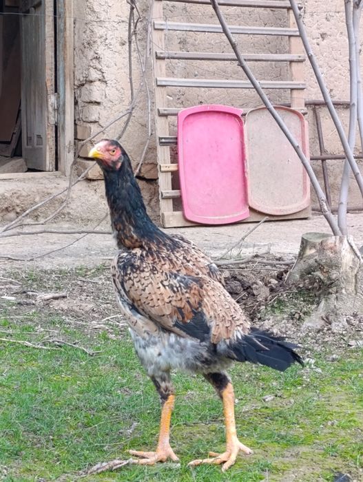 Дакан товула сотилади