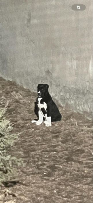 Ургашы кушик сатылады 3 ай