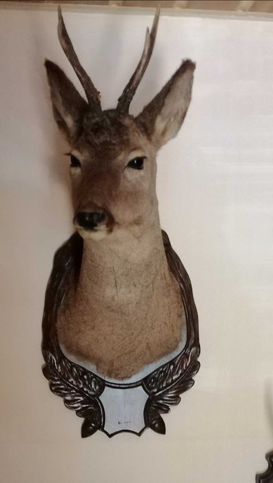 Trofeu de vânătoare căprior