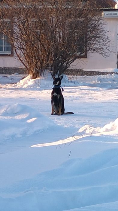 Собака потерялась, чья?