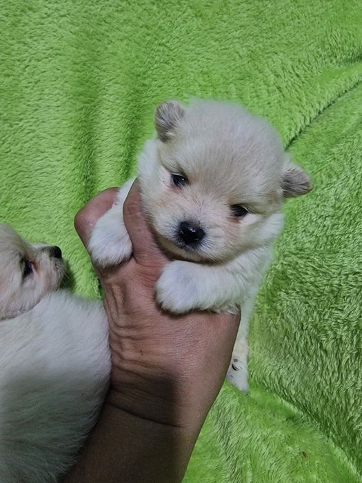 щенки шпица померашки продам.