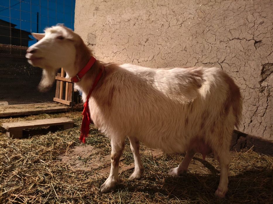 Ешки заненскии сатылады