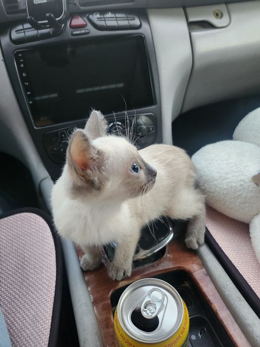 Сиамский котенок