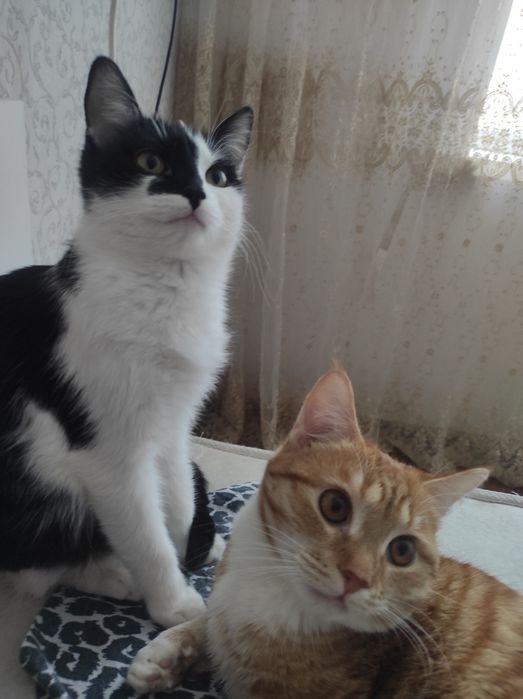 Отдам Кота и Кошку