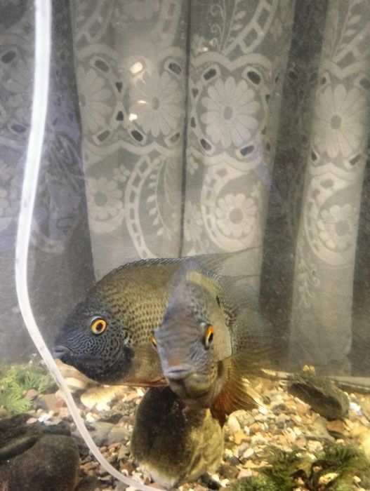 Продается аквариумные рыбки