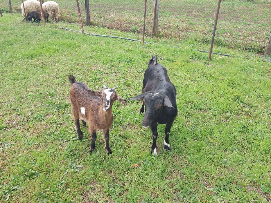 Vând capra rasa Murciano cu iada