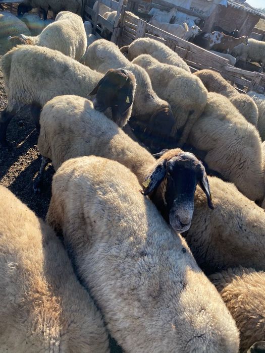 Vând oi Cărăbașe de tăiat