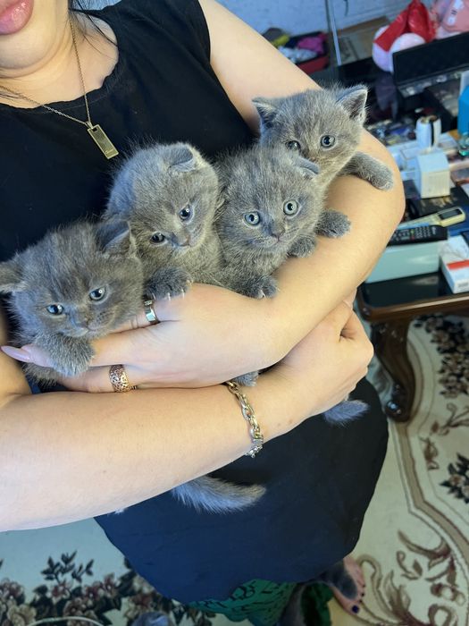 Котёнки 2 месяцные мальчики девочки