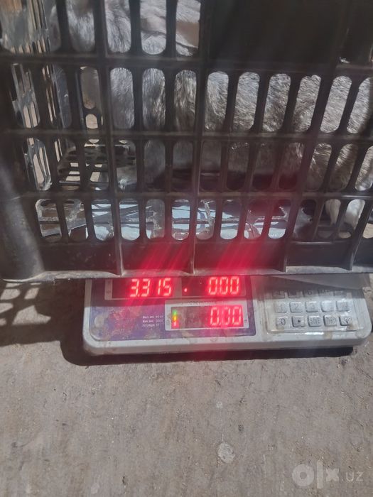 Samka quyon sotiladi