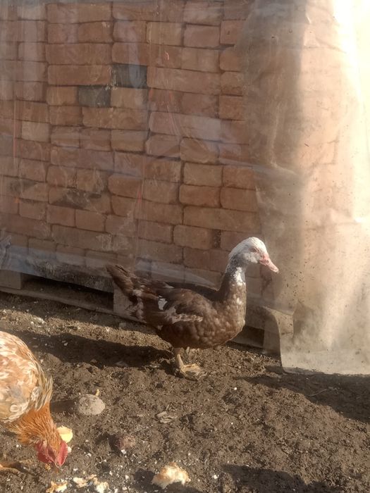 Продам Селезнеи и Индоуток  продам