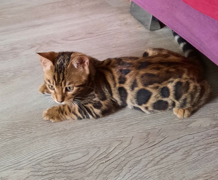 Котята Бенгальской кошки