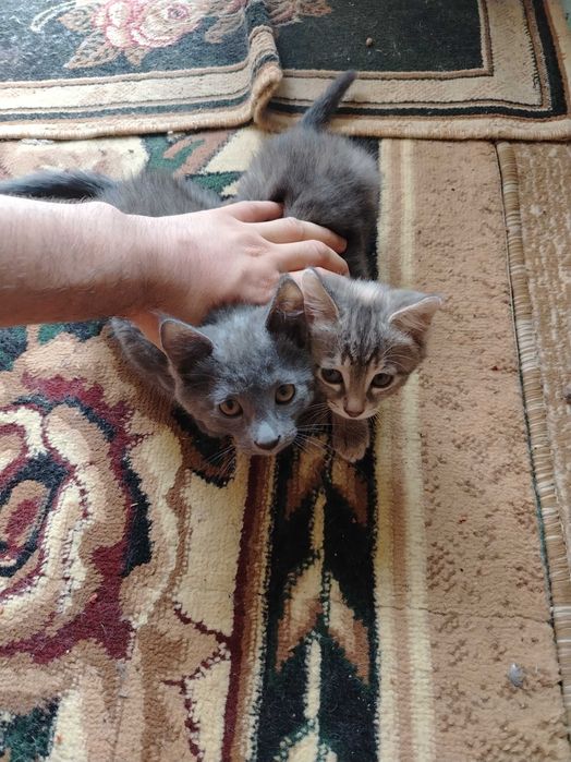 Котят отдам бесплатно