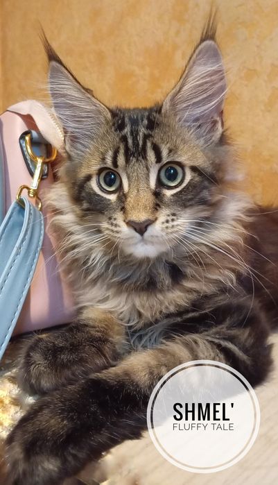 Мейн Кун — роскошные котята от питомника  "Fluffy Tale".