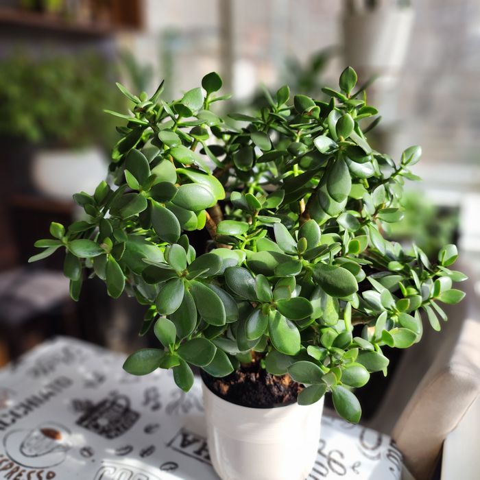 Продаётся комнатное растение