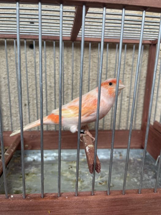 Canari slavujar si de culoare