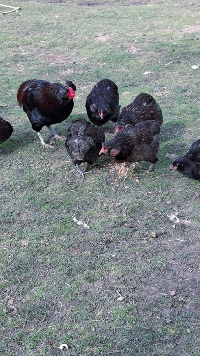 Pui araucana  . .