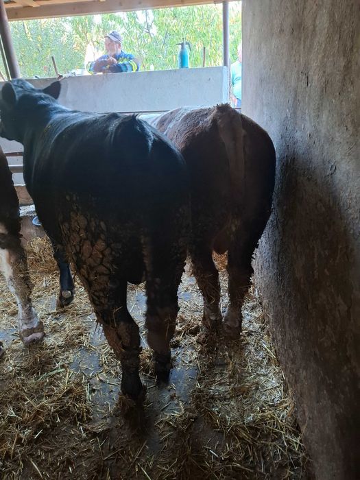 Tauri limousine, angus, baltat