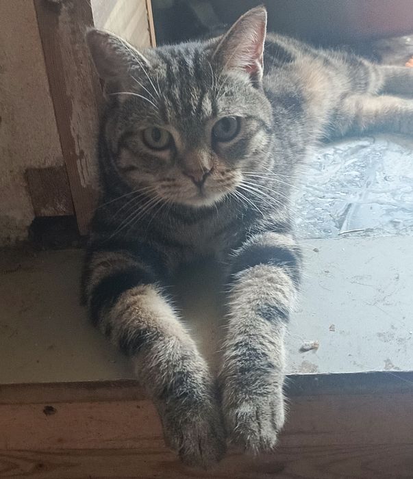 Котики в хорошие руки