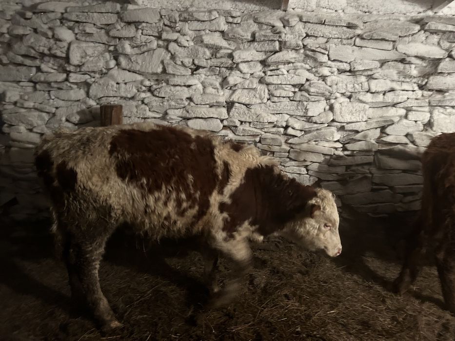 Продам бычков откорм