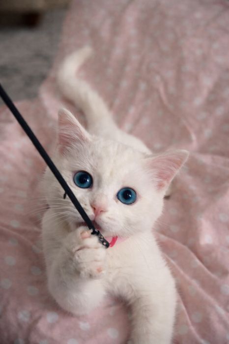 Turetski angora  1 yosh