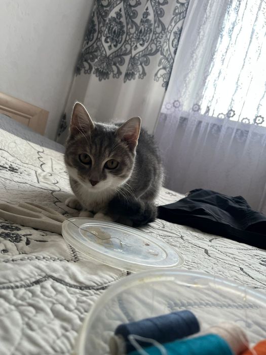 Кот ищет любящую семью