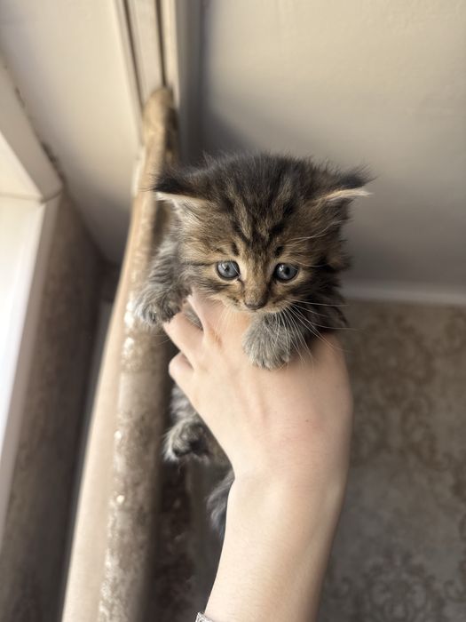 Котята бесплатно