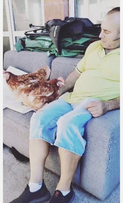 Puicute ouatoare/Gaini rosi