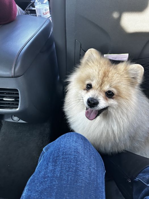 Шпицы немецкие девочки