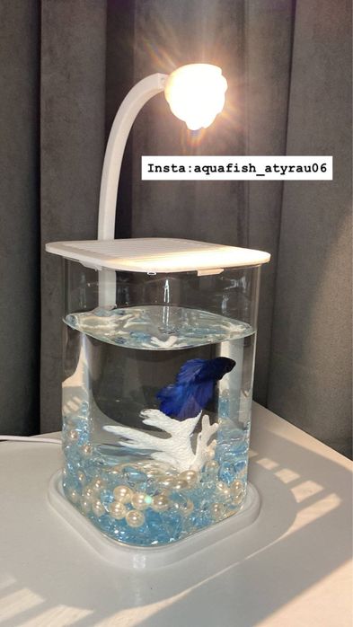 Рыба аквариум  бетта