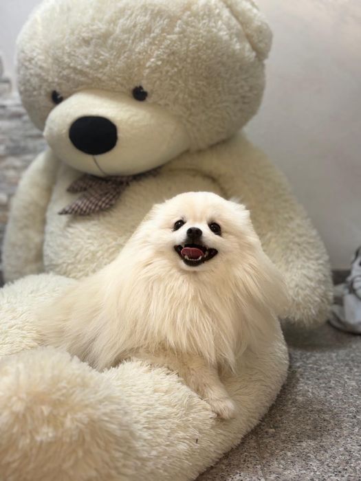 Pomeranian cu pedigree